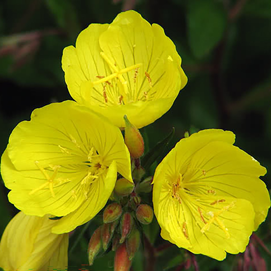 Превью изображения