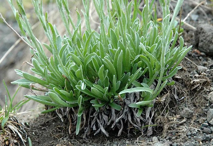 Превью изображения