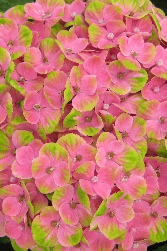 Превью изображения