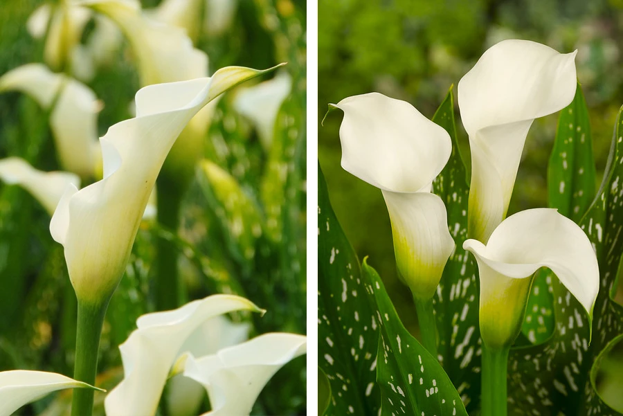 Превью изображения