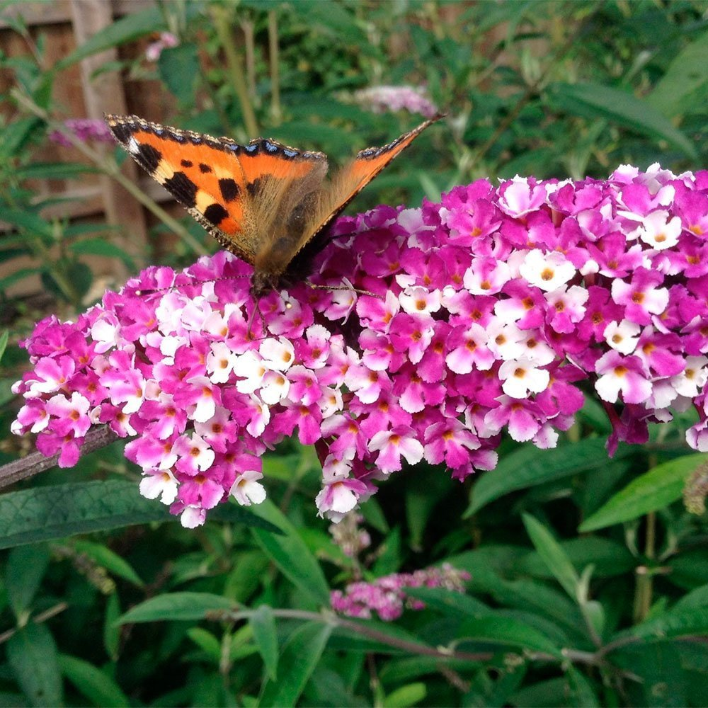 Превью изображения