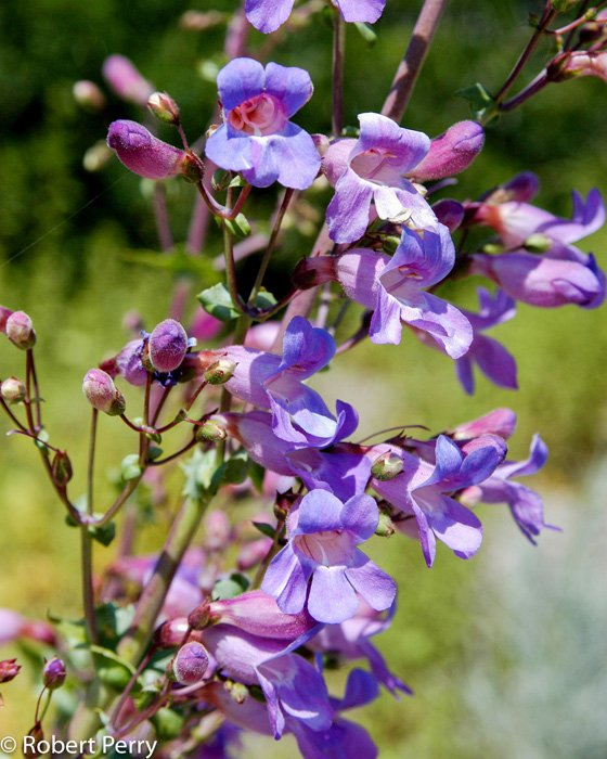 Превью изображения