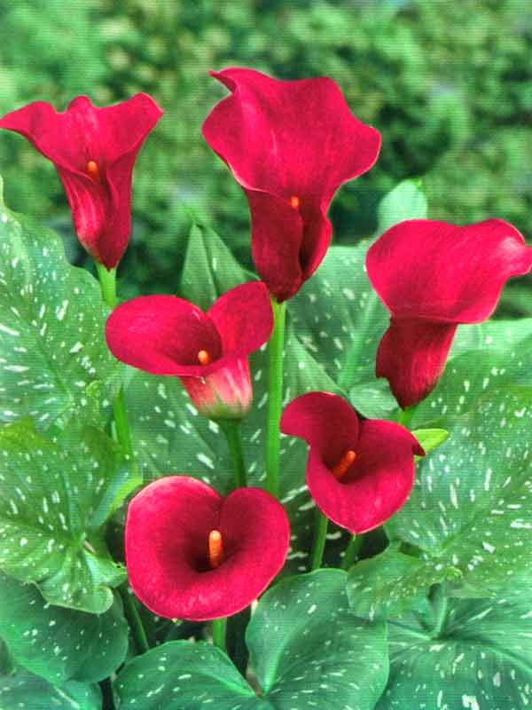 Превью изображения