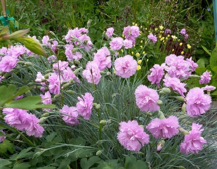 Превью изображения