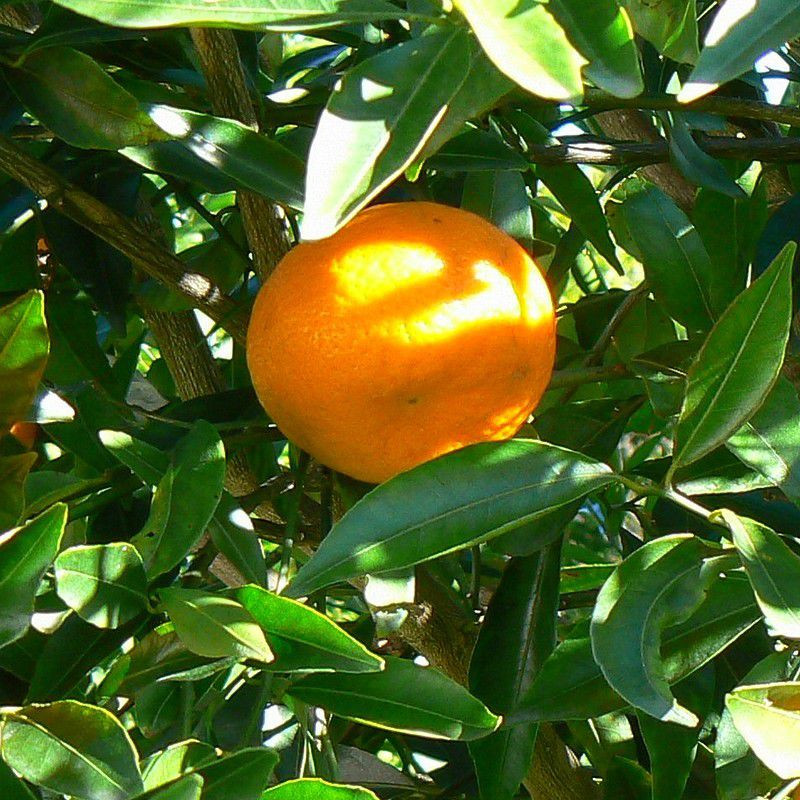 Превью изображения