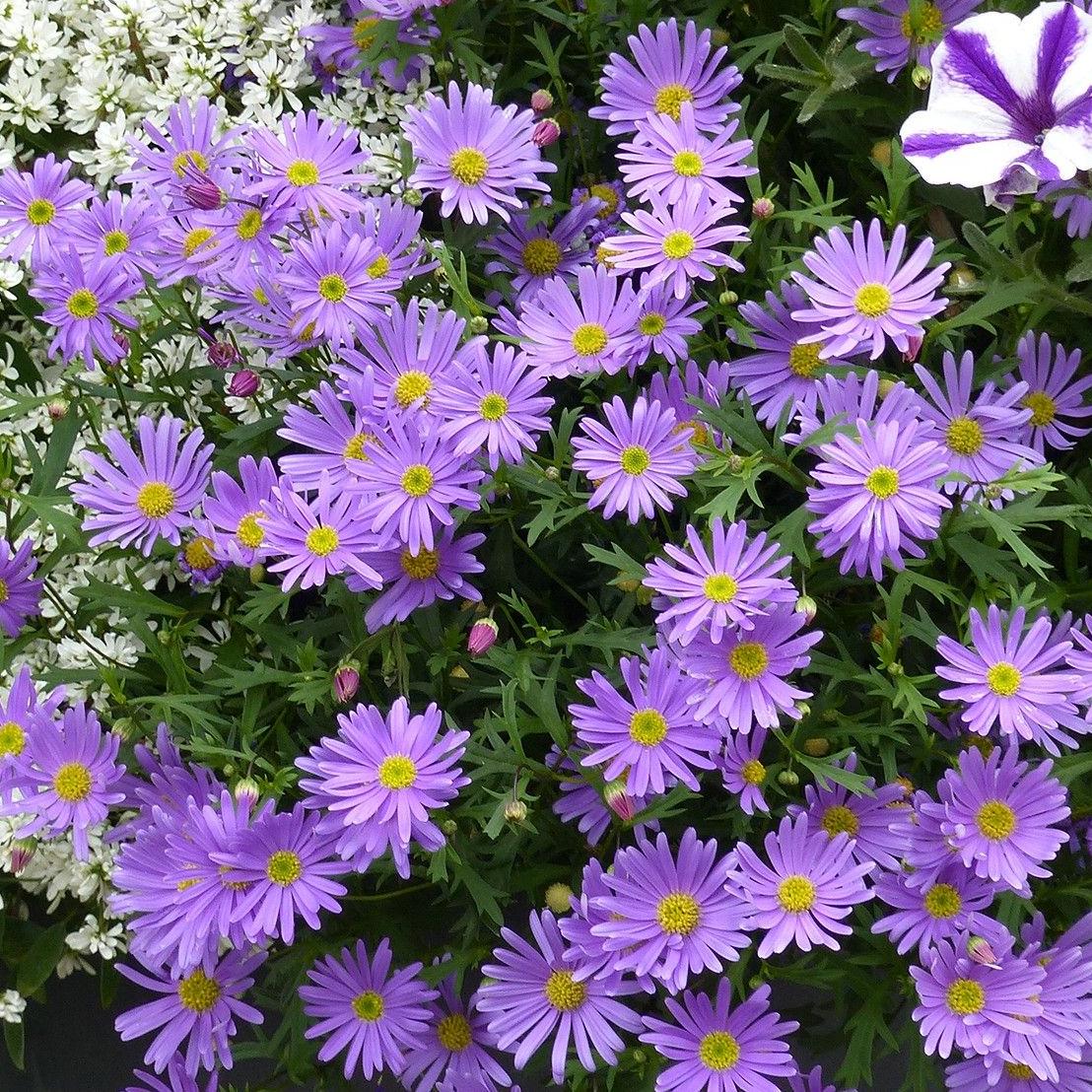 Превью изображения