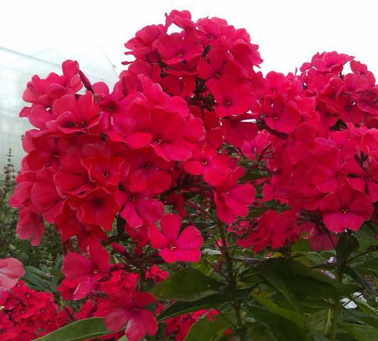 Превью изображения