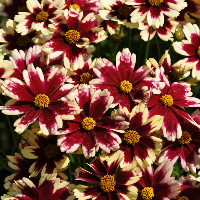 Превью изображения