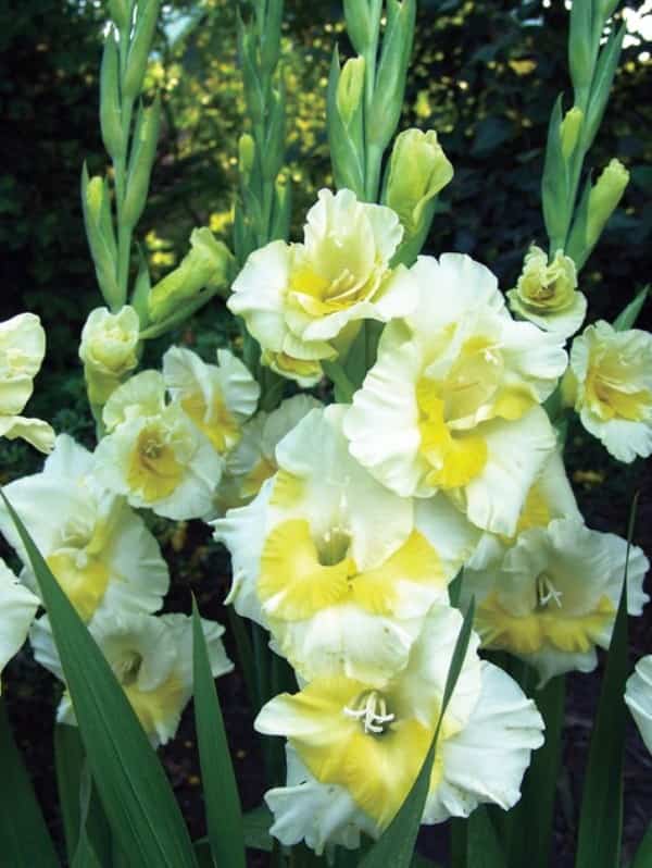 Превью изображения