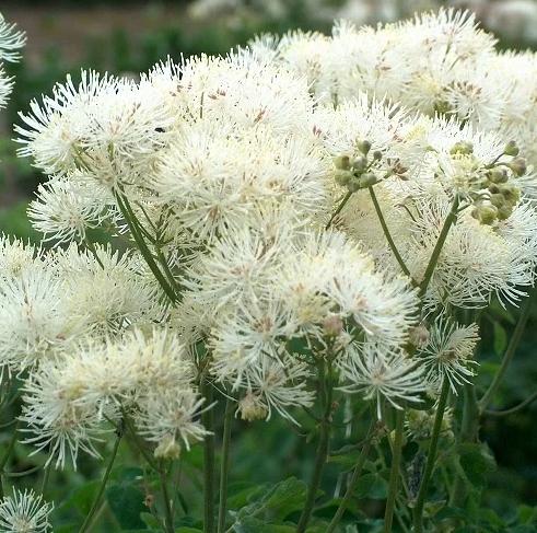 Превью изображения