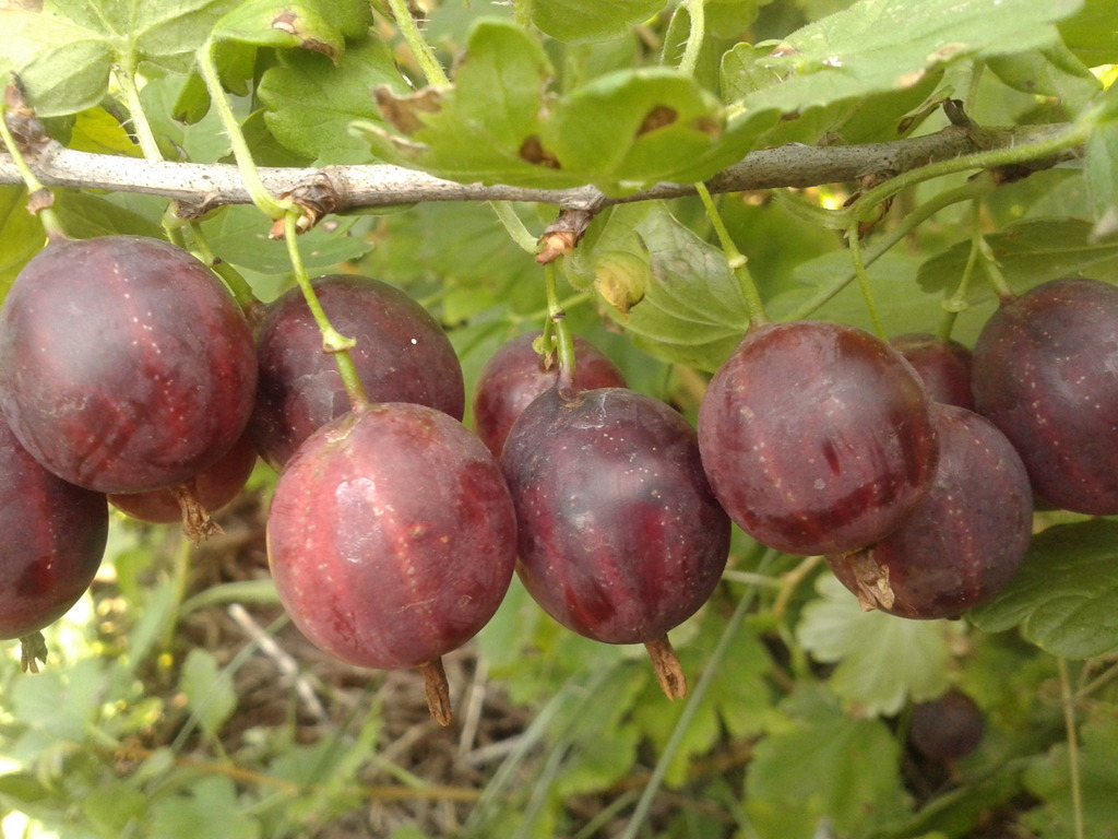 Превью изображения