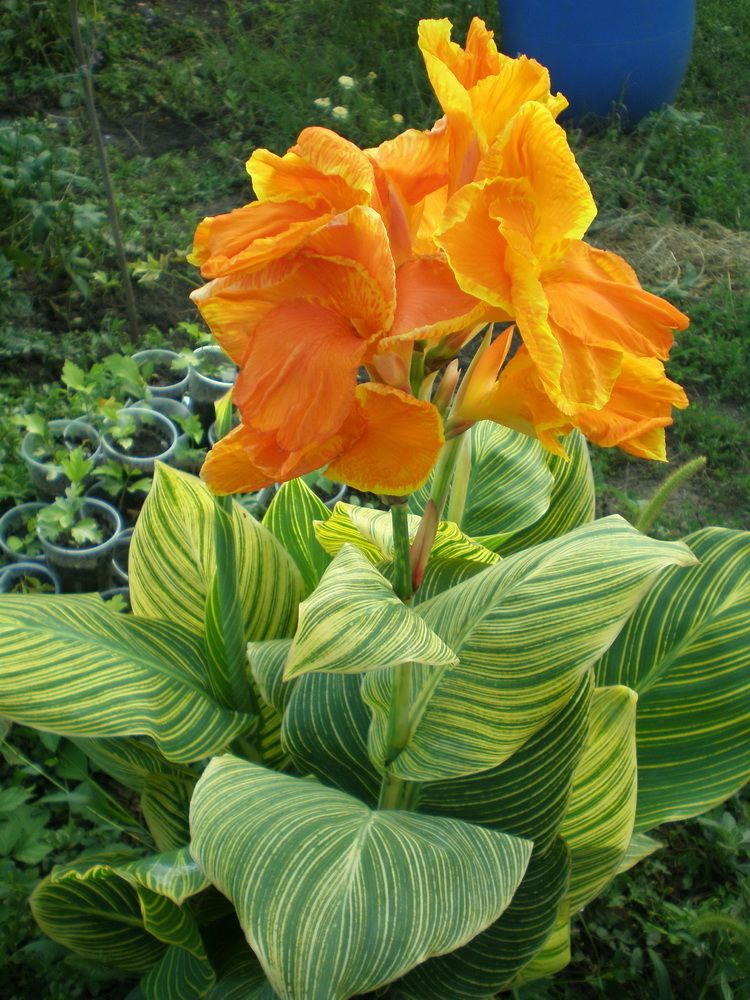 Превью изображения