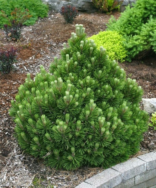 Превью изображения