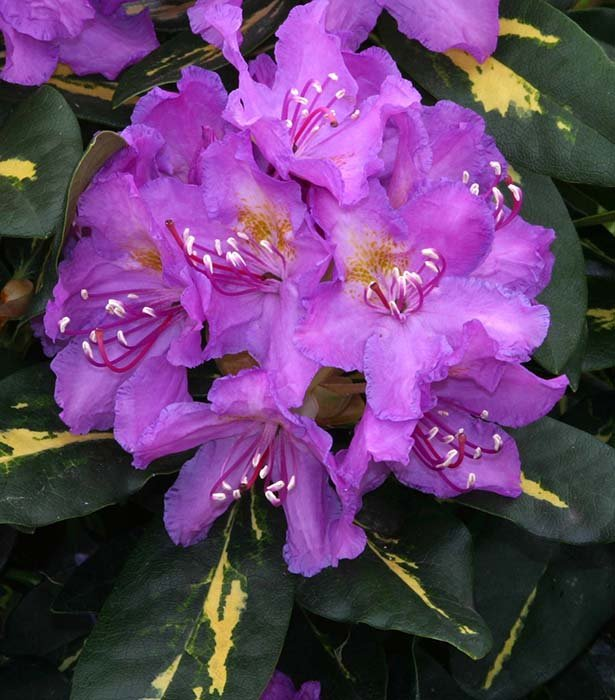 Превью изображения