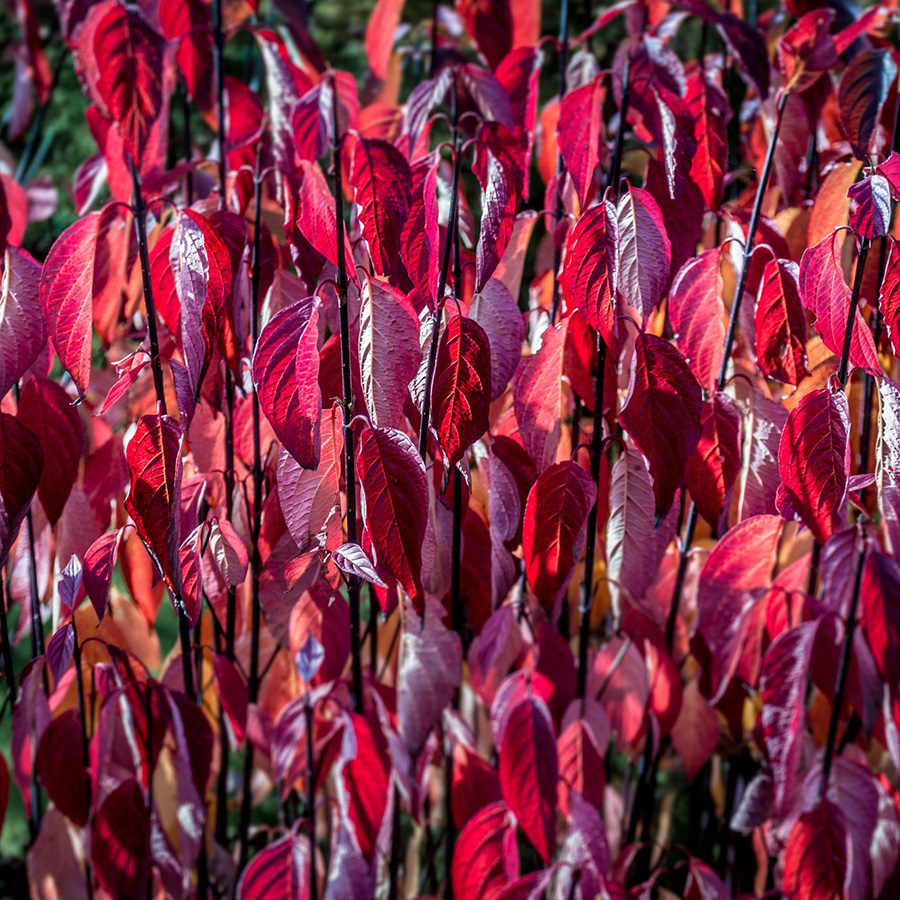 Превью изображения