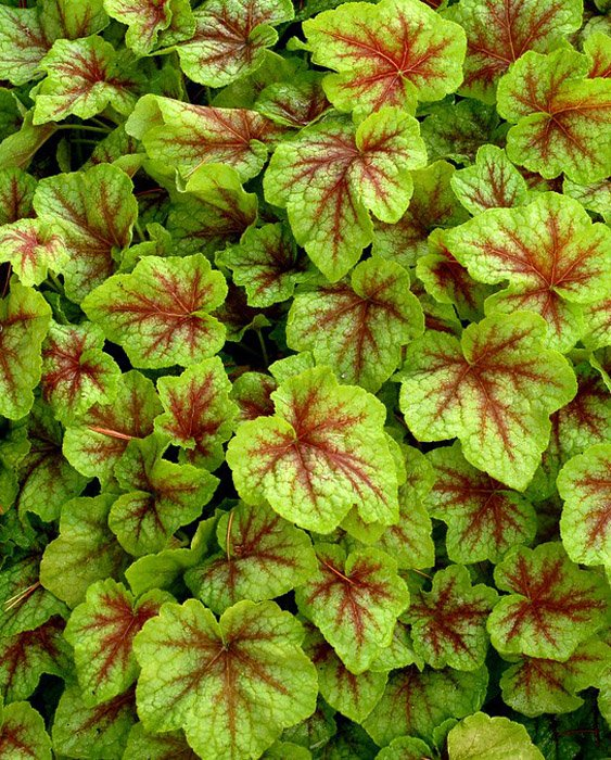 Превью изображения