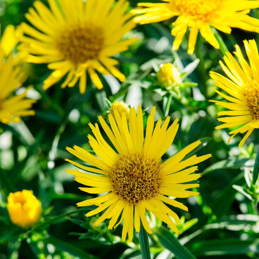 Превью изображения