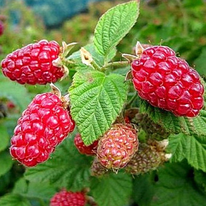 Превью изображения