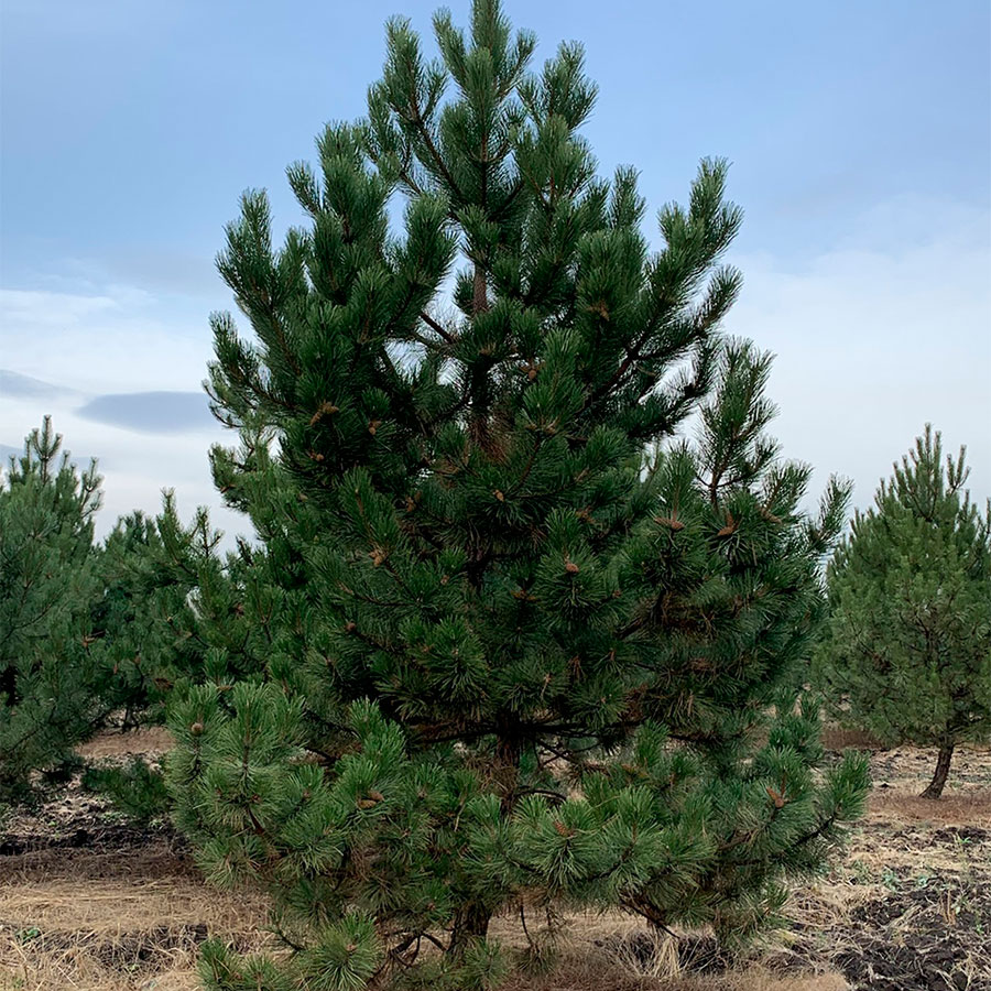 Превью изображения