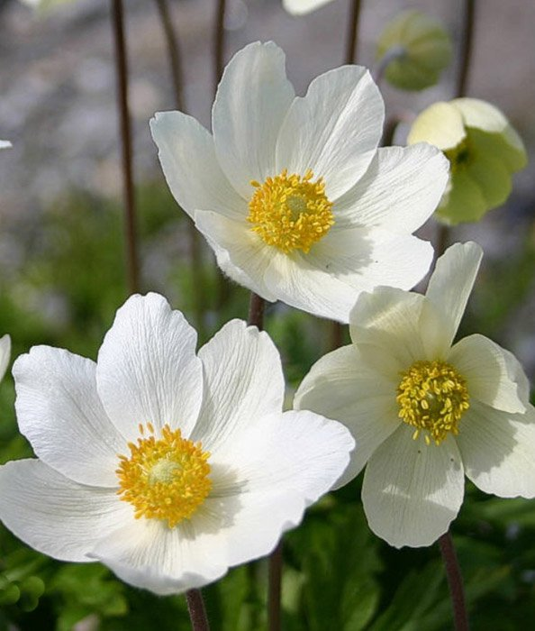 Превью изображения