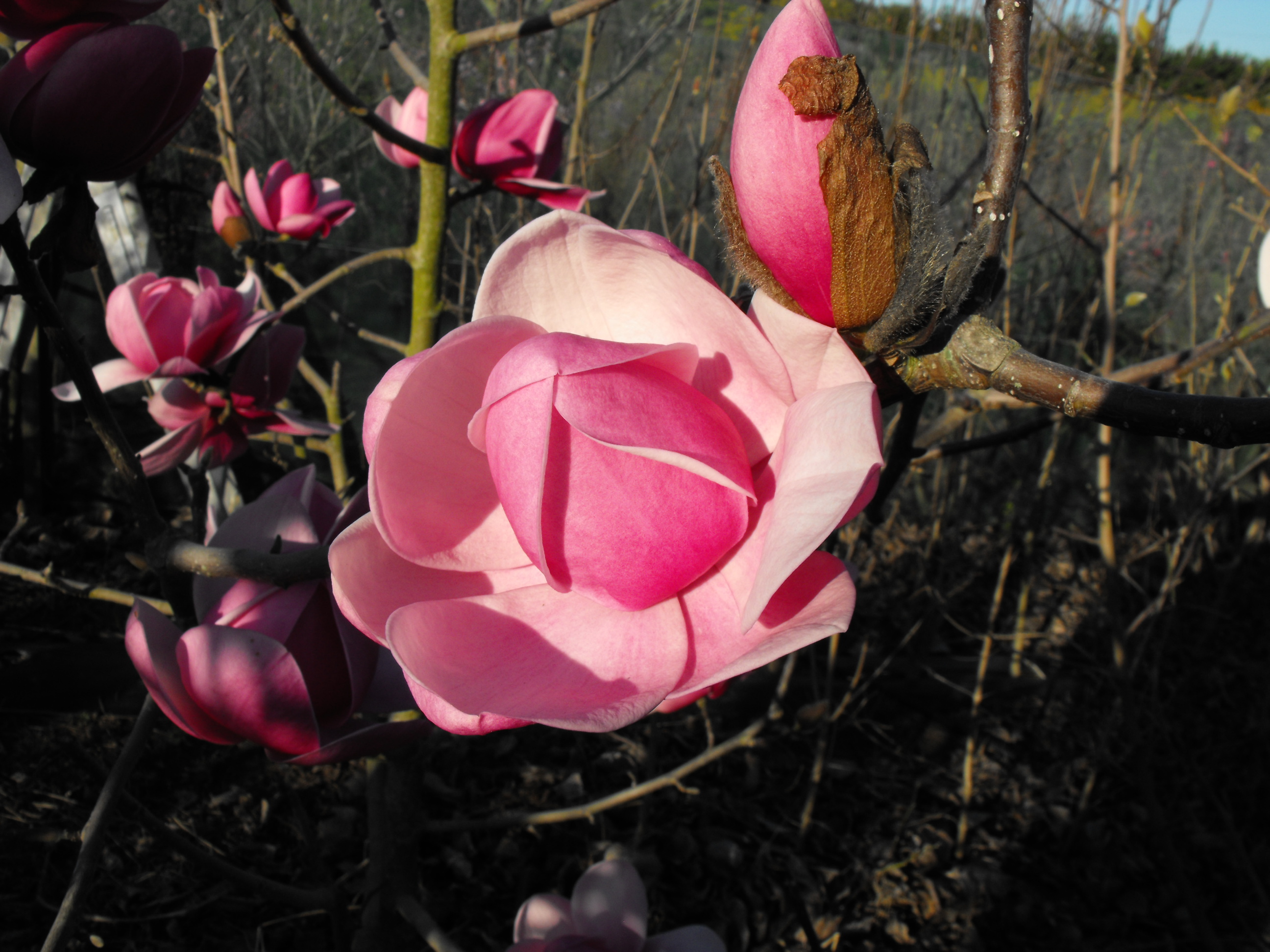 Превью изображения