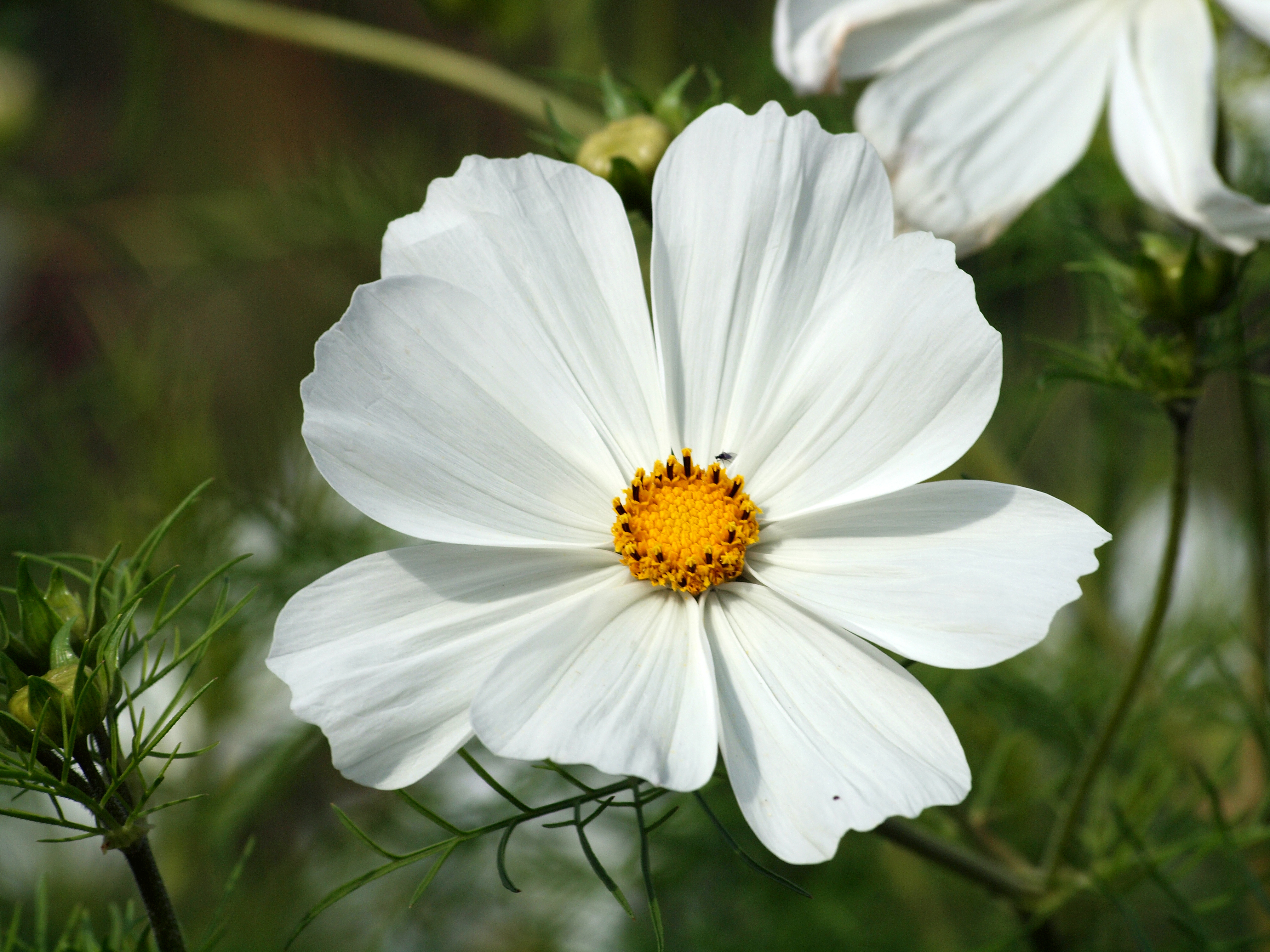 Превью изображения