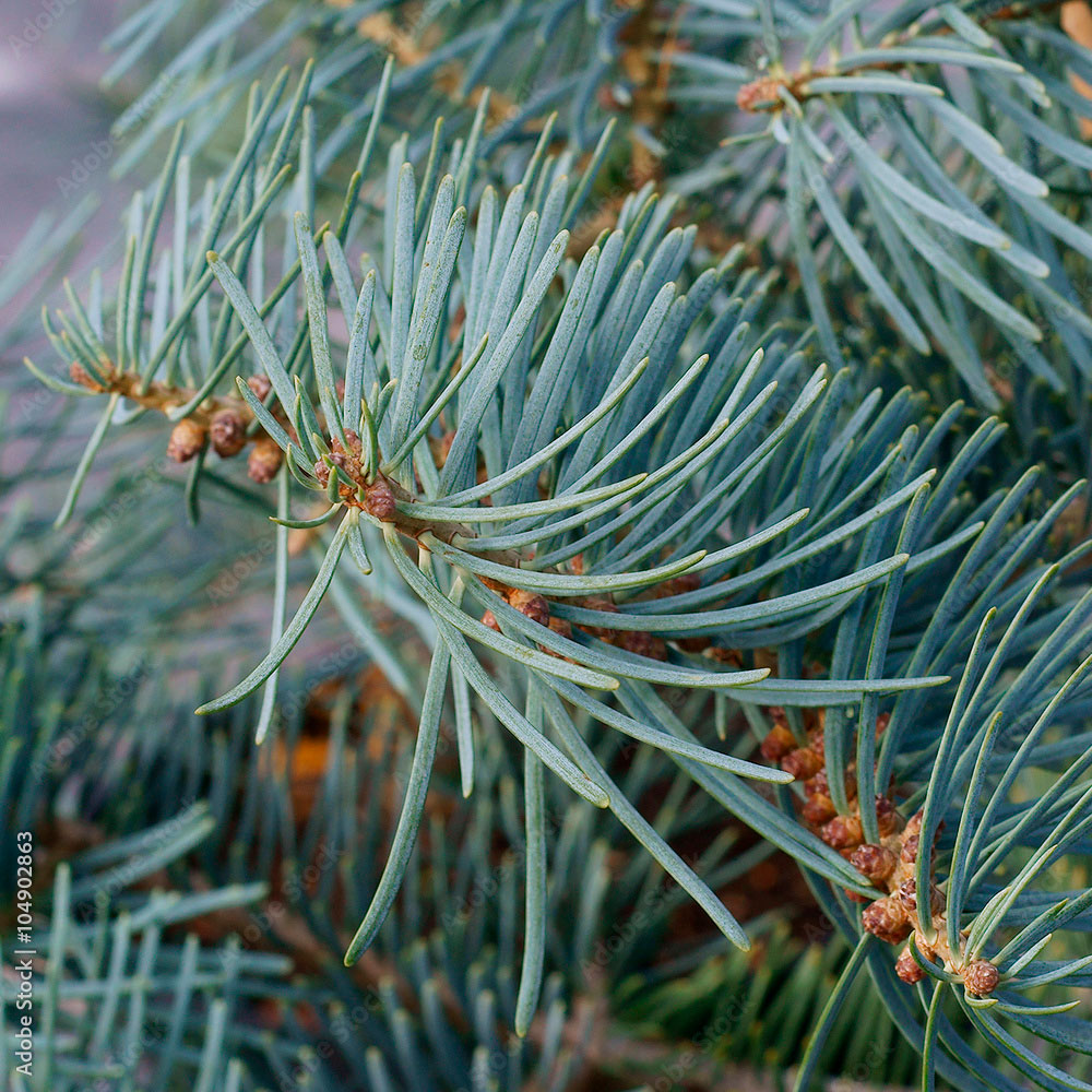 Превью изображения