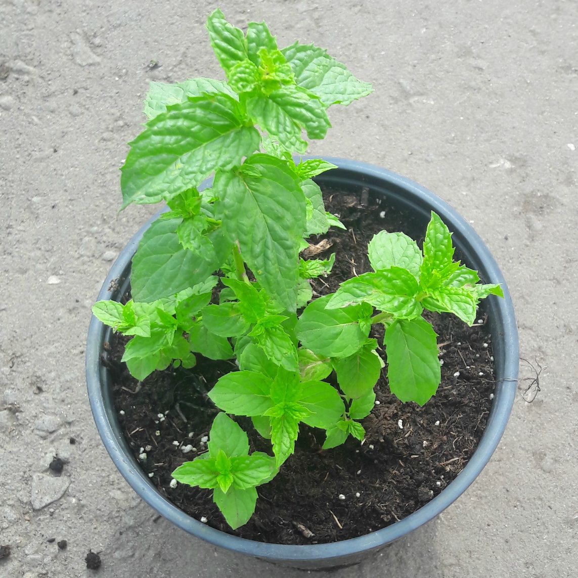 Превью изображения