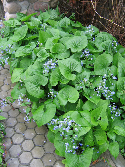 Превью изображения