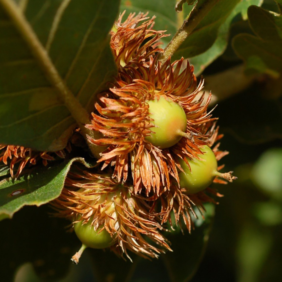 Превью изображения