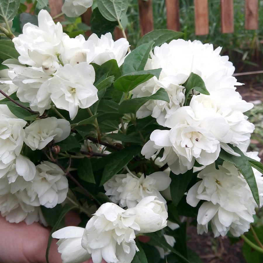 Превью изображения