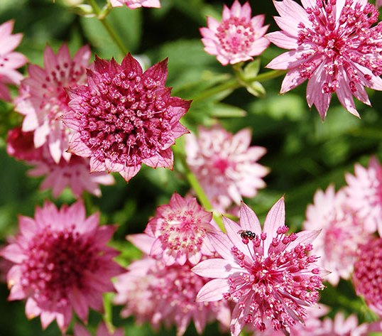 Превью изображения