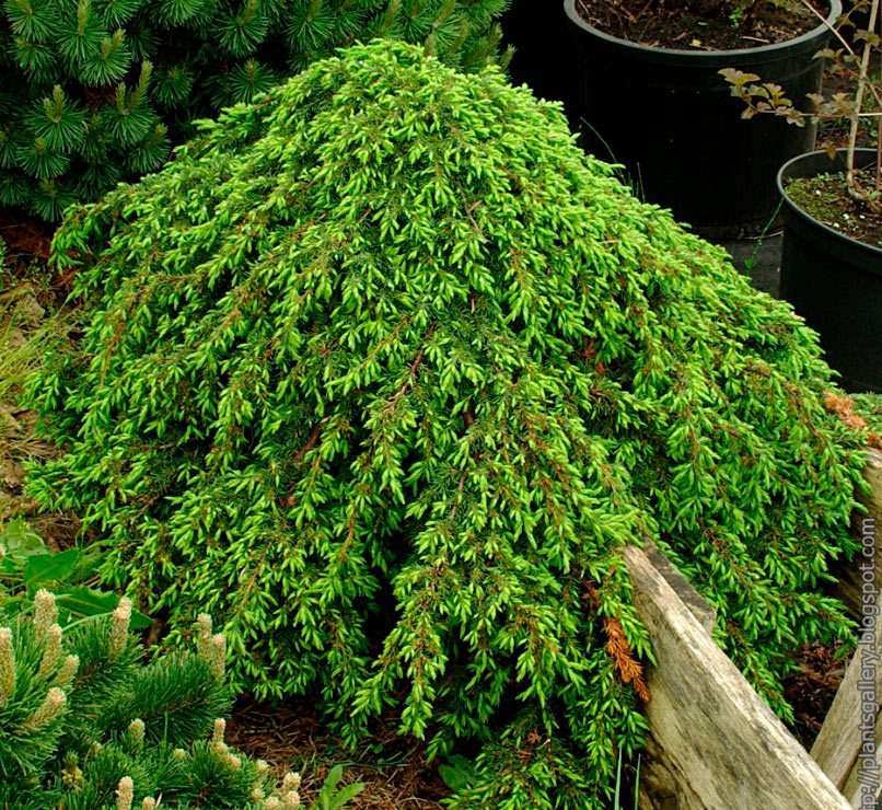 Превью изображения