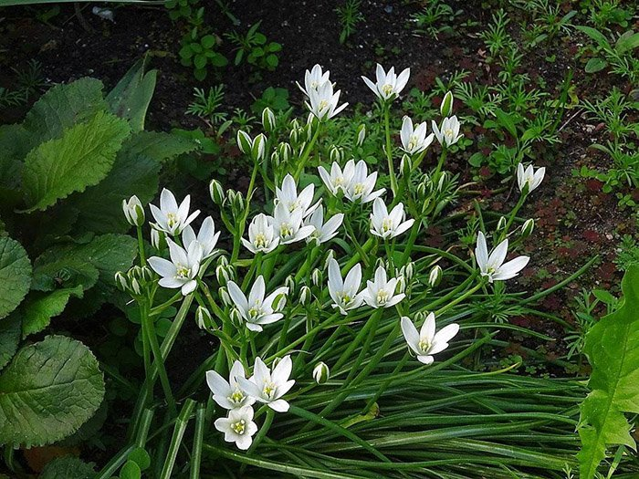 Превью изображения