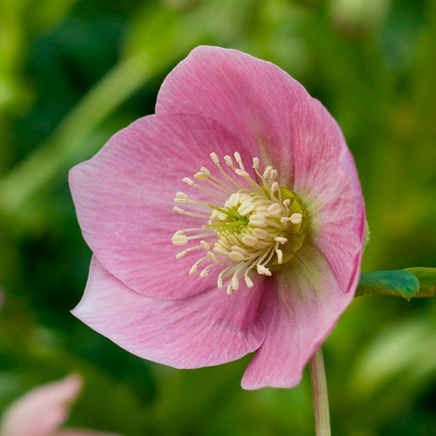 Превью изображения