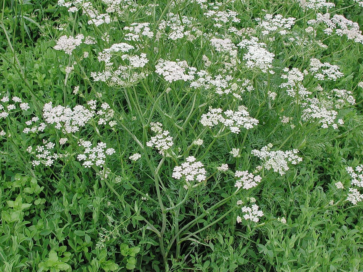 Превью изображения