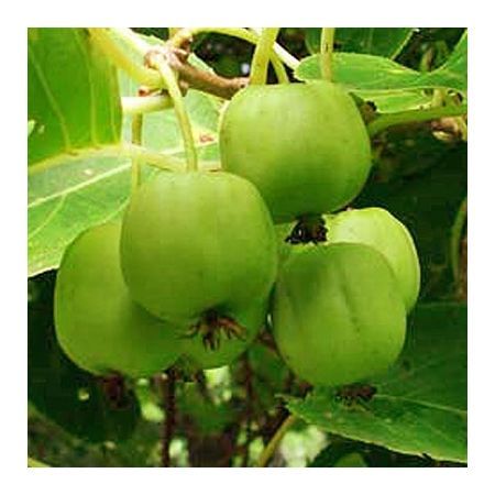 Превью изображения