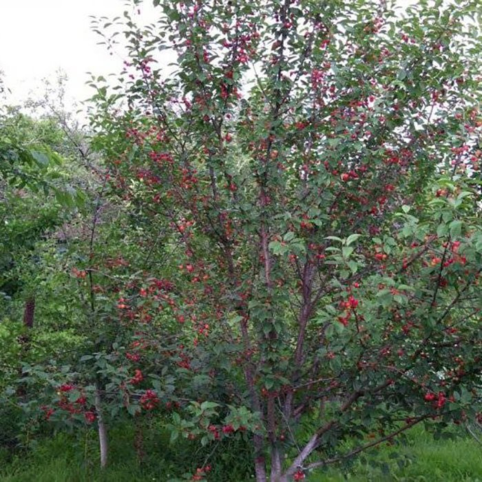 Превью изображения