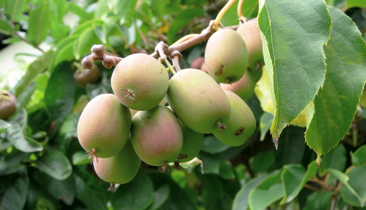 Превью изображения