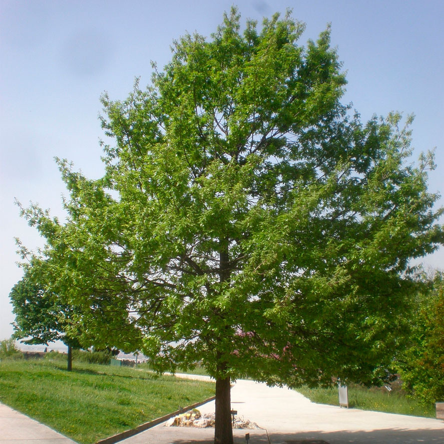 Превью изображения