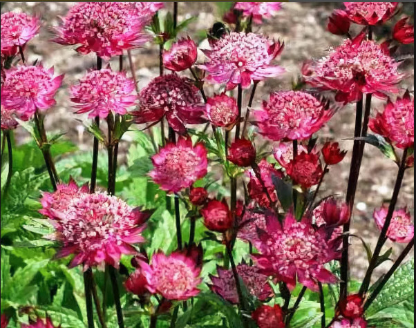 Превью изображения