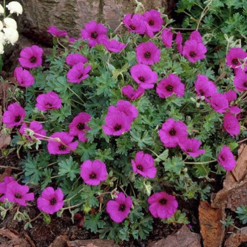 Превью изображения