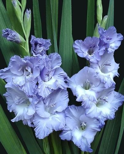 Превью изображения