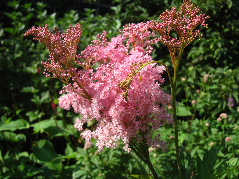 Превью изображения