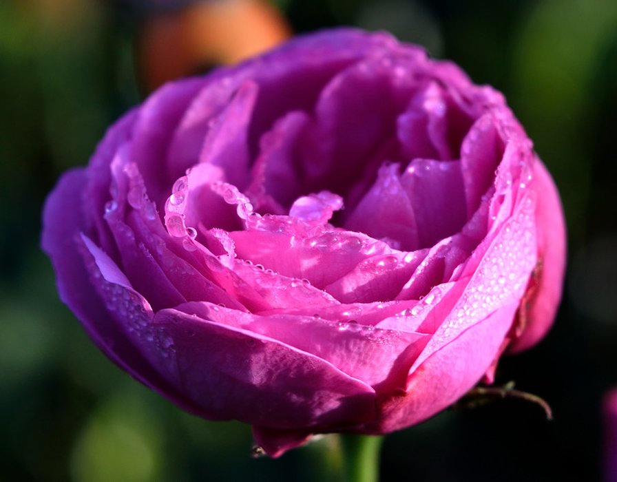 Превью изображения