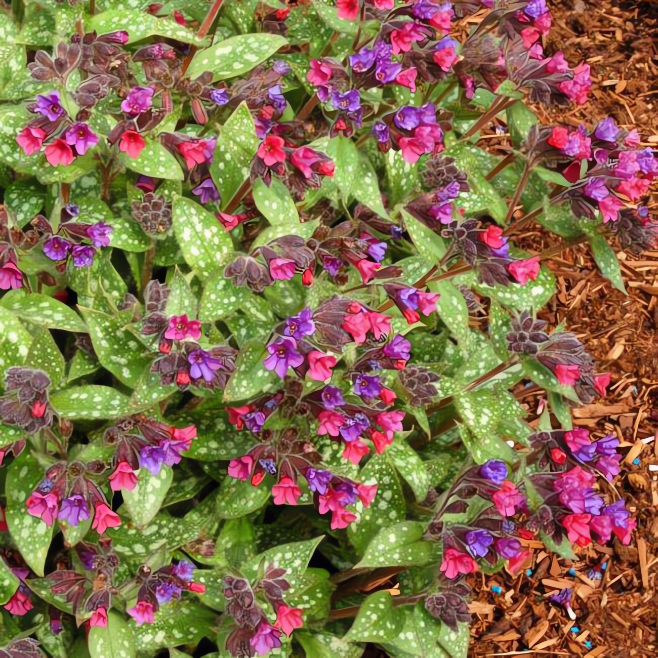 Превью изображения