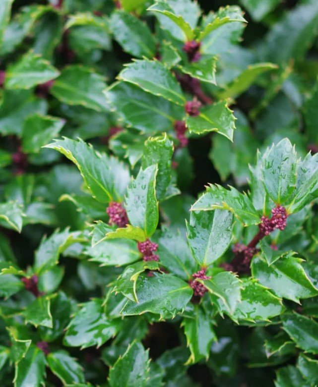 Превью изображения