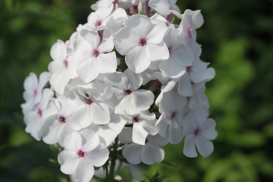 Превью изображения