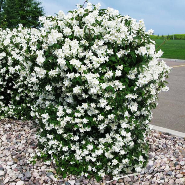 Превью изображения