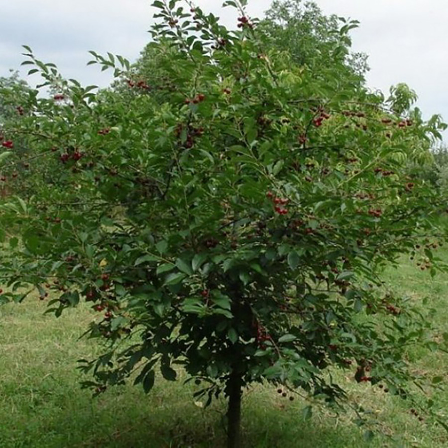 Превью изображения